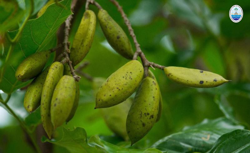 Pongamia pinnata