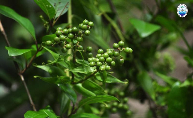 Flagellaria indica
