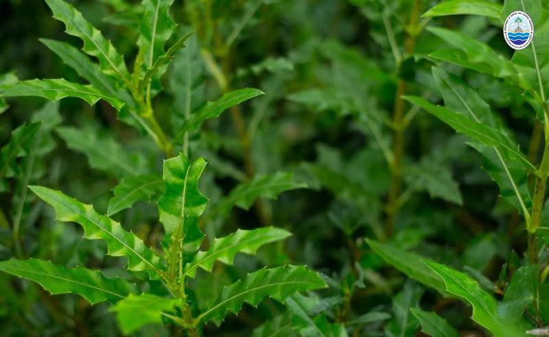 Acanthus ilicifolius