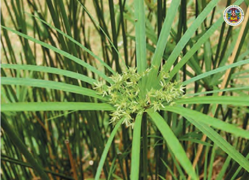 Cyperus involucratus