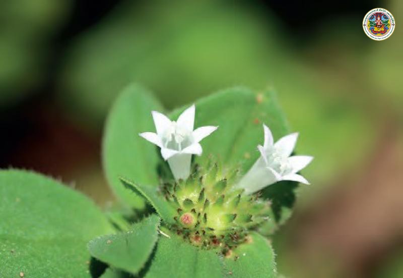 Richardia brasiliensis
