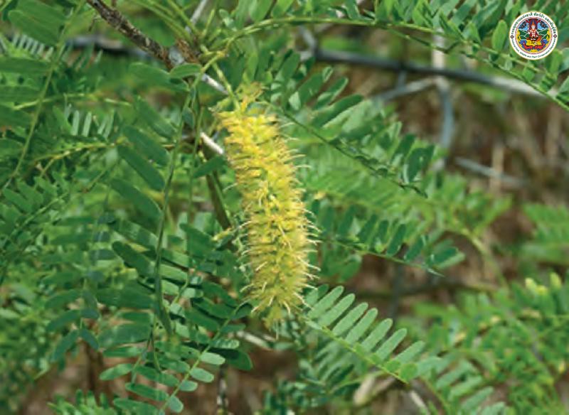 Prosopis juliflora