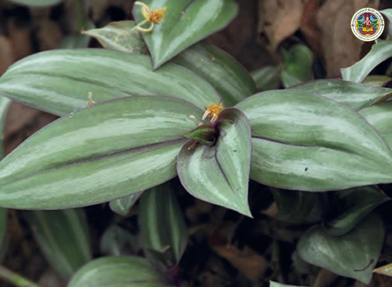 Tradescantia zebrina