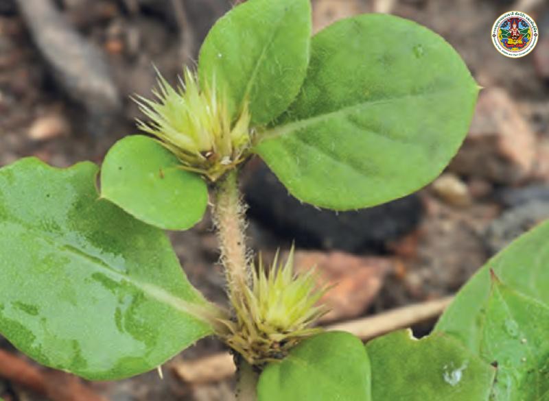 Alternanthera pungens