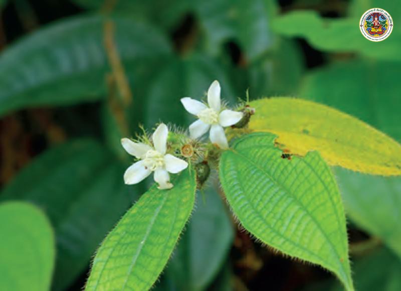 Clidemia hirta