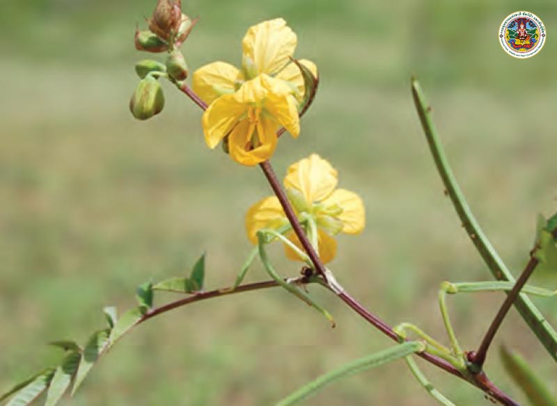 Senna occidentalis