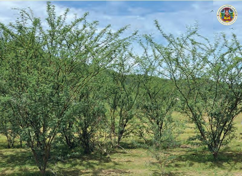 Acacia farnesiana