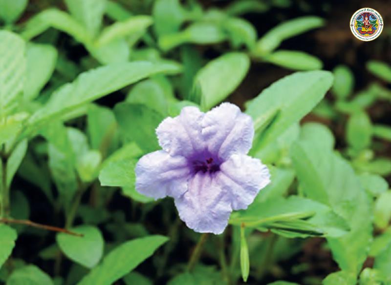 Ruellia tuberosa