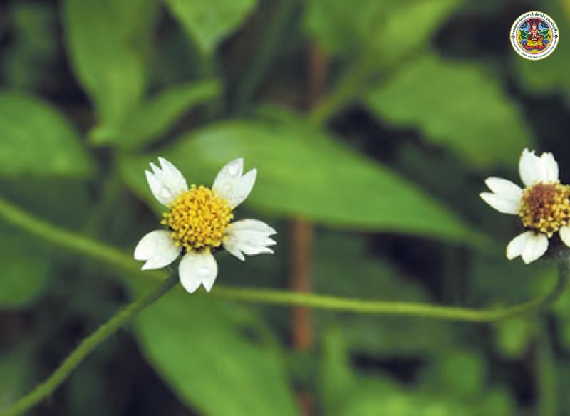 Tridax procumbens