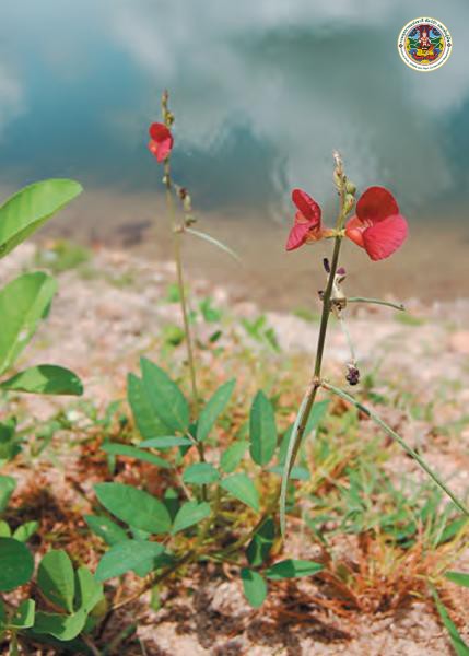 Phaseolus lathyroides