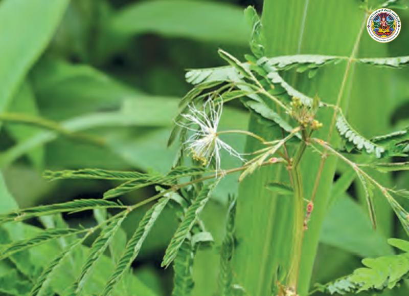Desmanthus virgatus