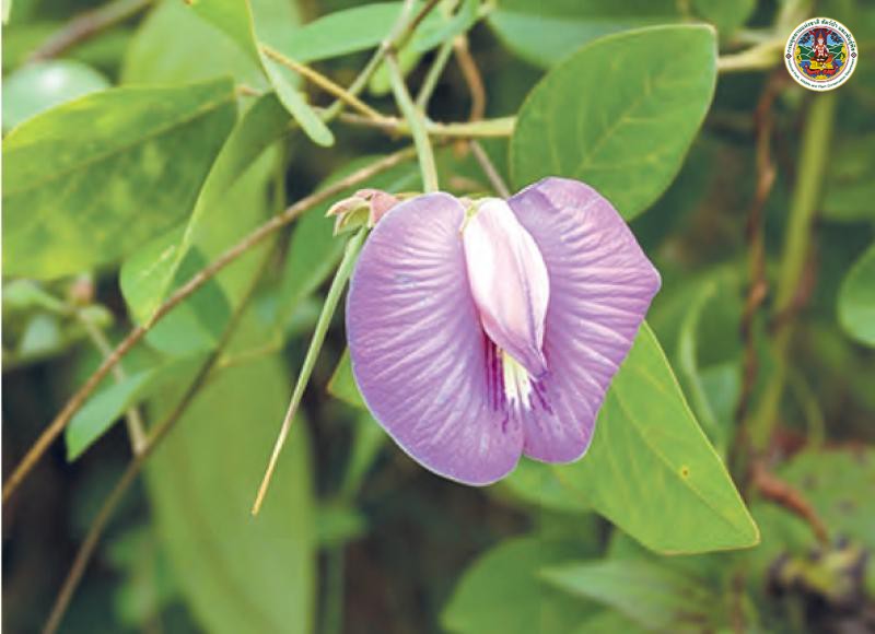 Centrosema pubescens